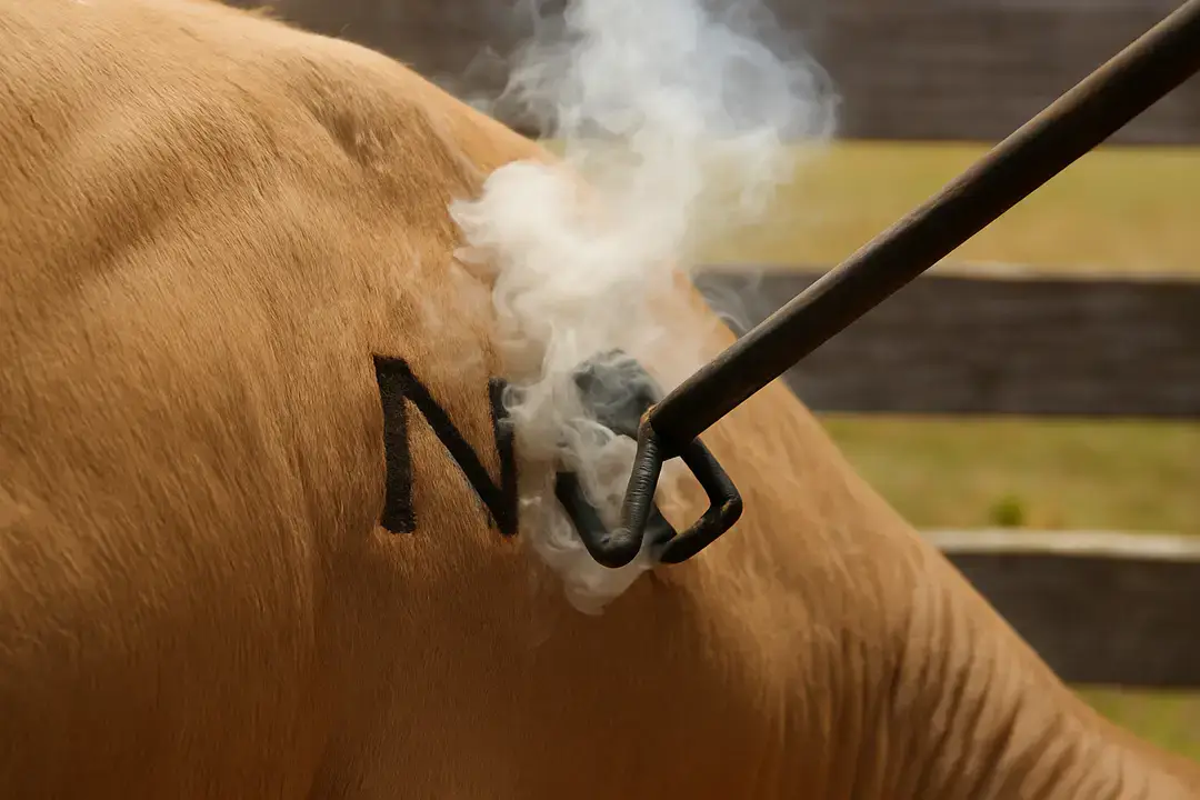 Common Mistakes to Avoid When Designing a Cattle Brand